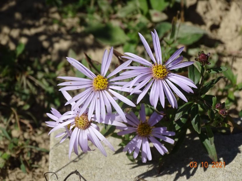 aster pyranaeus Lutetia - Dobarland 2021 4