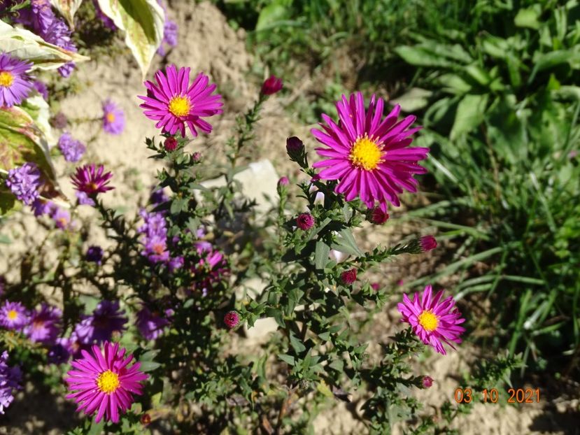 aster Winston Churchill - Dobarland 2021 4