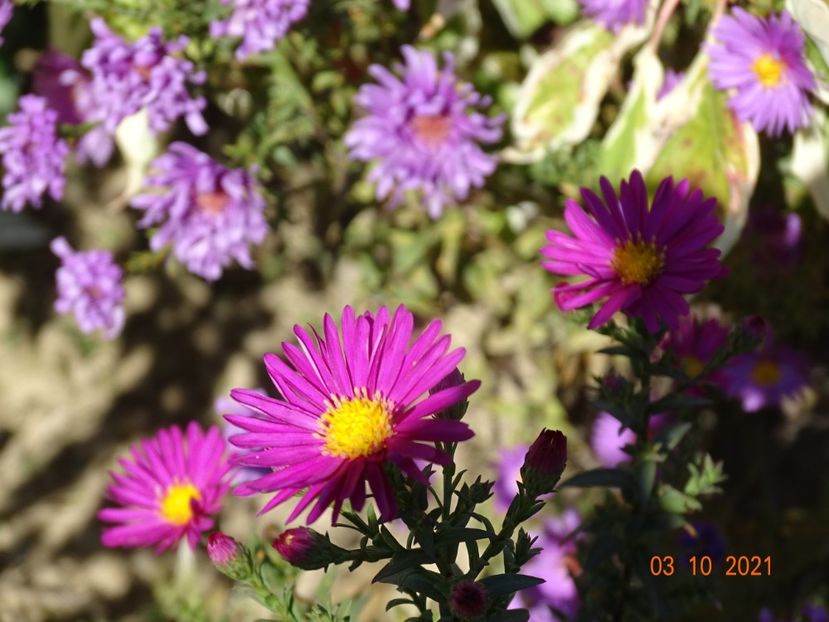 aster Winston Churchill - Dobarland 2021 4