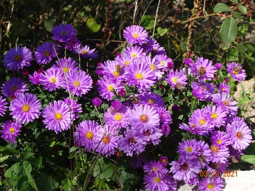 aster Rosenwichtel - Dobarland 2021 4