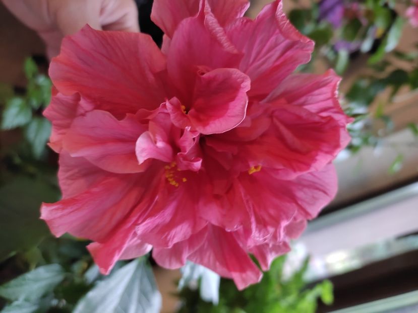  - Hibiscus 4