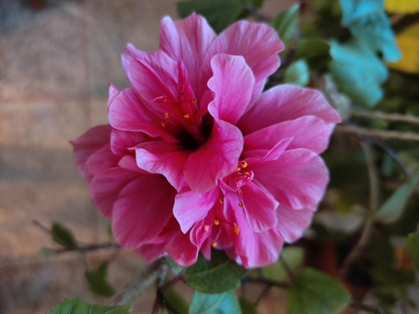  - Hibiscus 4