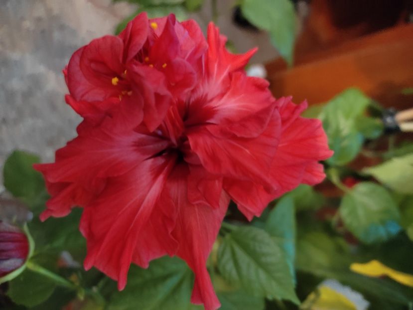  - Hibiscus 4