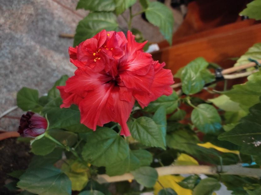  - Hibiscus 4