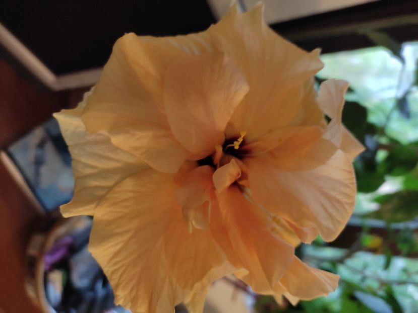  - Hibiscus 4