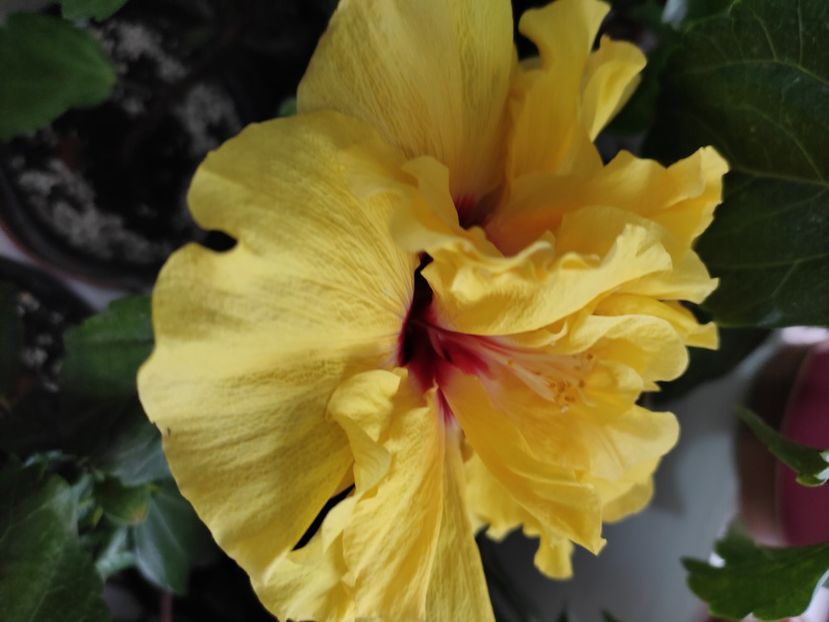  - Hibiscus 4