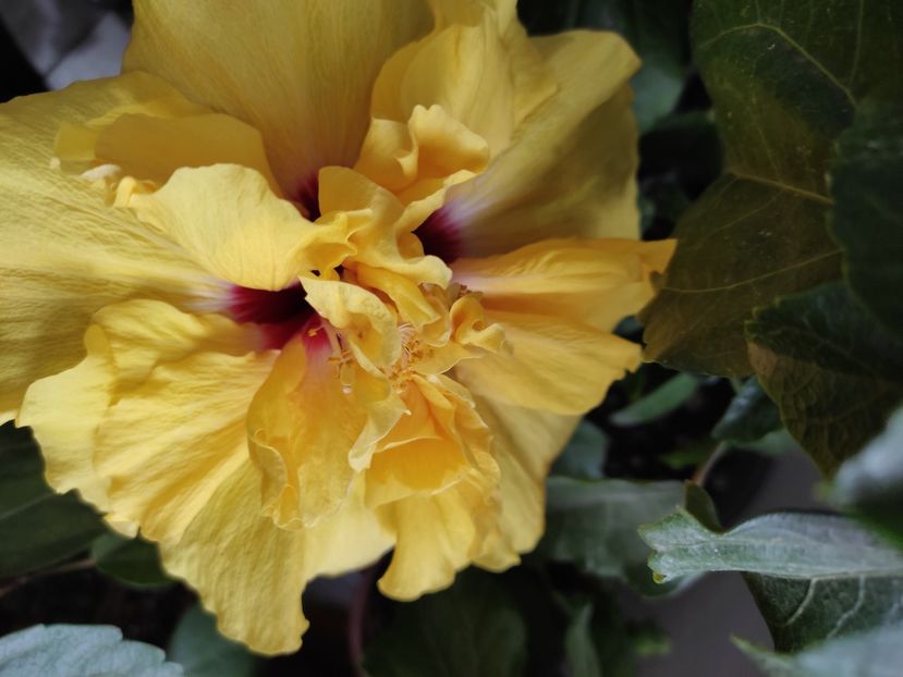  - Hibiscus 4
