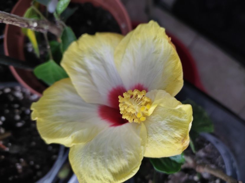  - Hibiscus 4