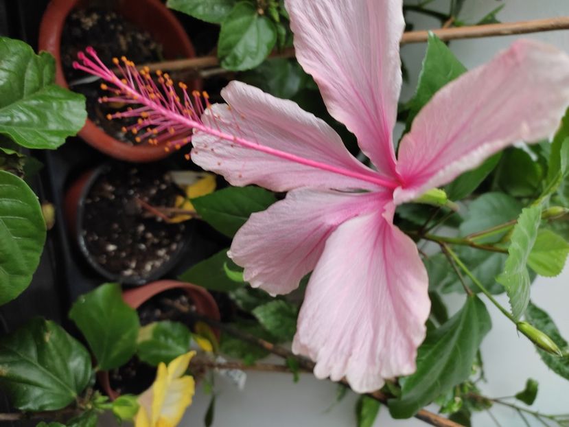  - Hibiscus 4