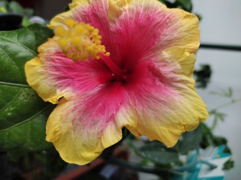  - Hibiscus 4