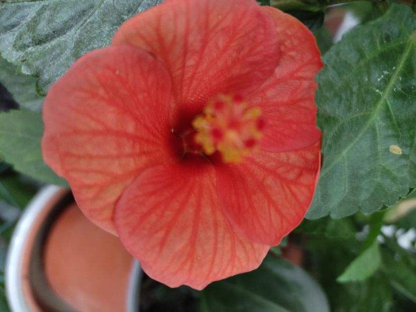  - Hibiscus 4