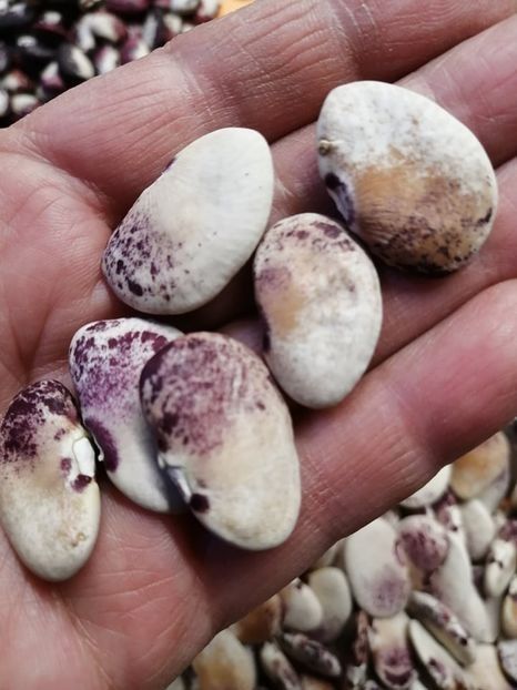  - SEMINTE FASOLE LIMA - D 179 NORTHSTAR LIMA BEAN