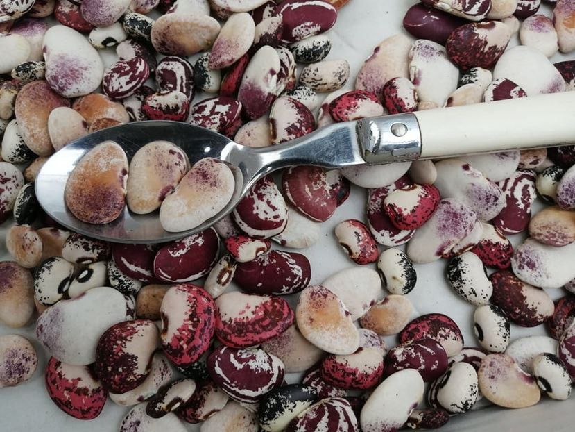  - SEMINTE FASOLE LIMA - D 179 NORTHSTAR LIMA BEAN