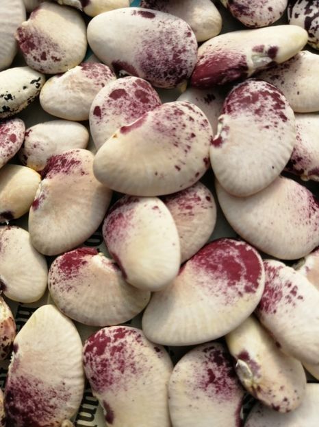  - SEMINTE FASOLE LIMA - D 179 NORTHSTAR LIMA BEAN