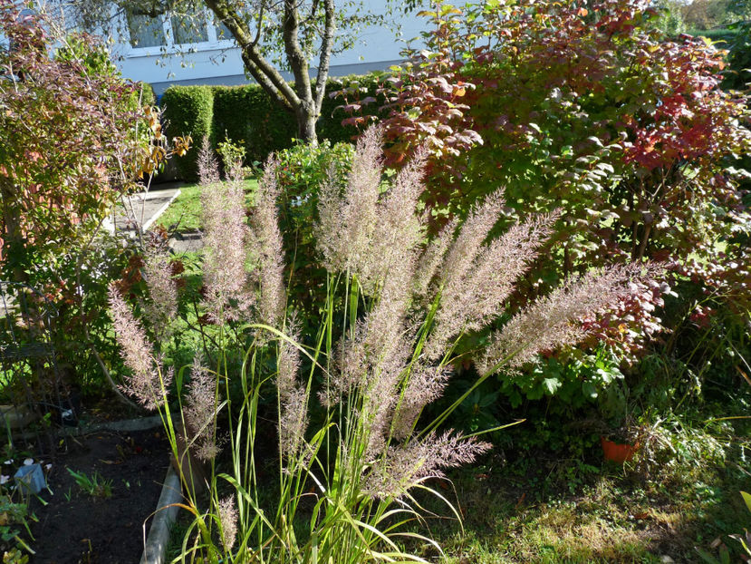  - 2021 - 03 - Toamna