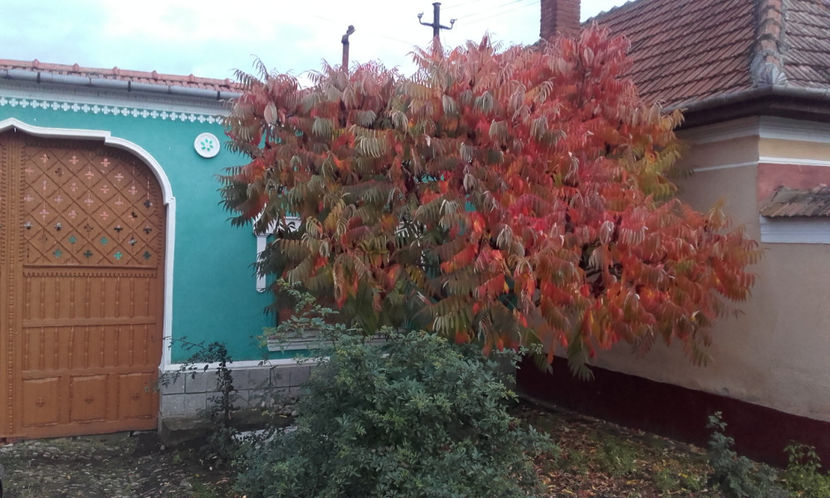 13 10 2021 - Rhus typhina