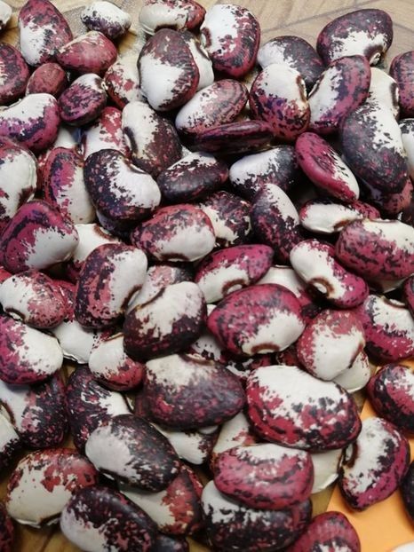  - SEMINTE FASOLE LIMA - D 183 POTAWATOMI LIMA BEAN