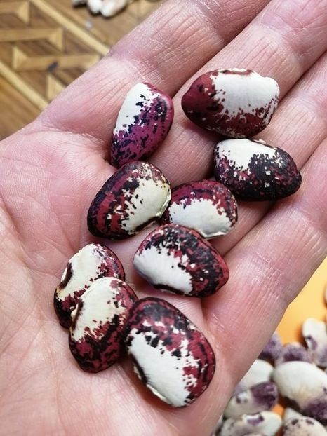  - SEMINTE FASOLE LIMA - D 183 POTAWATOMI LIMA BEAN