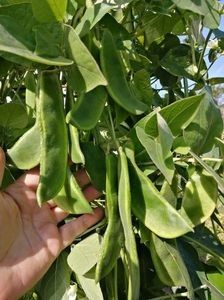  - SEMINTE FASOLE LIMA - D 183 POTAWATOMI LIMA BEAN