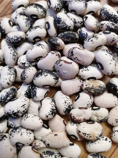  - SEMINTE FASOLE LIMA - D 184 SADIE S LIMA BEAN