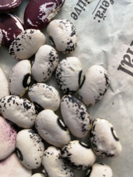  - SEMINTE FASOLE LIMA - D 184 SADIE S LIMA BEAN