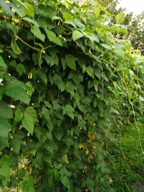  - SEMINTE FASOLE LIMA - D 184 SADIE S LIMA BEAN