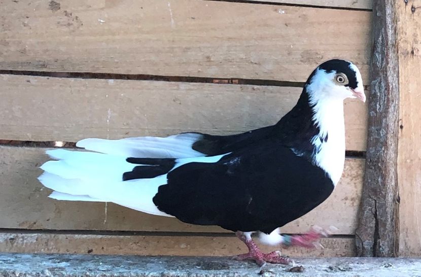 mascul  2019 - 0000001 prin voliere