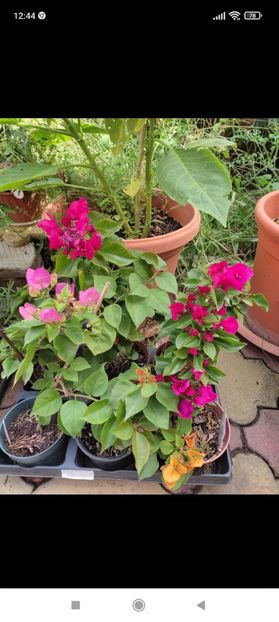 Screenshot_2021-10-17-12-44-46-458_com.facebook.orca - Bougainvillea