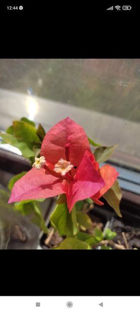 Screenshot_2021-10-17-12-44-39-354_com.facebook.orca - Bougainvillea
