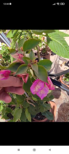 Screenshot_2021-10-17-12-44-25-395_com.facebook.orca - Bougainvillea