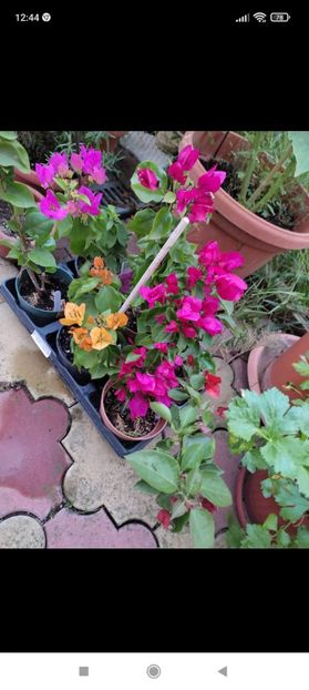 Screenshot_2021-10-17-12-44-21-274_com.facebook.orca - Bougainvillea