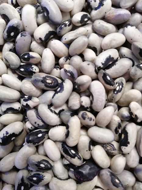  - SEMINTE FASOLE - D 181 BUCKSKIN GIRL