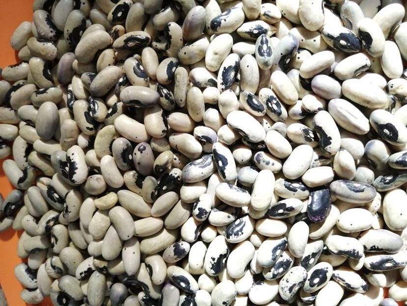  - SEMINTE FASOLE - D 181 BUCKSKIN GIRL