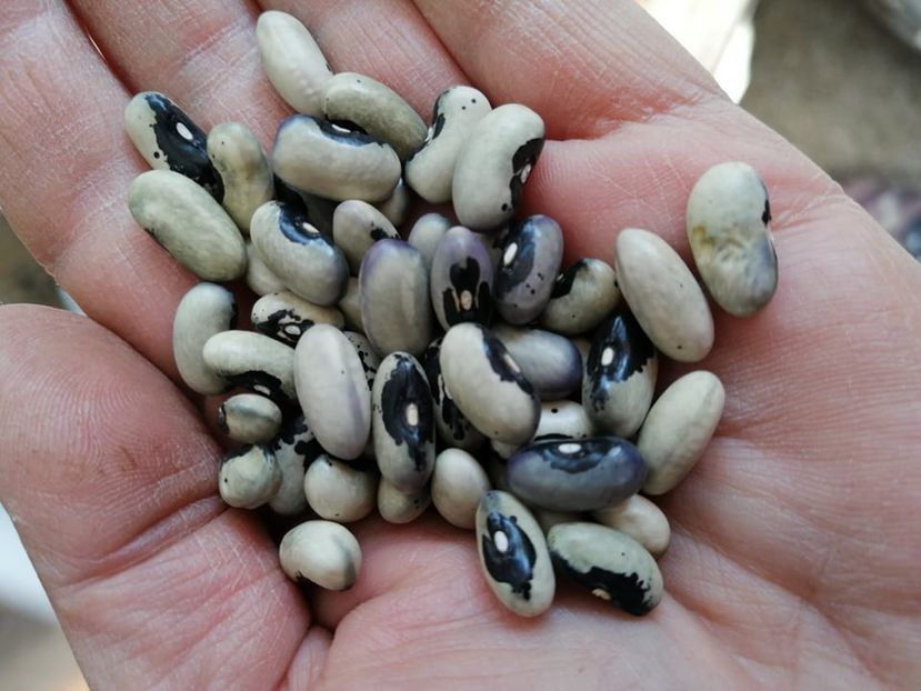  - SEMINTE FASOLE - D 181 BUCKSKIN GIRL