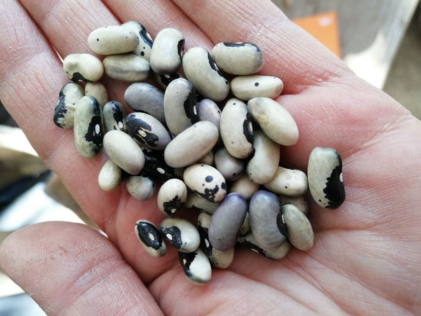  - SEMINTE FASOLE - D 181 BUCKSKIN GIRL