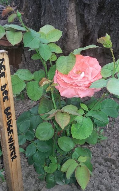 dee dee bridgewater_2018 - Dee Dee Bridgewater