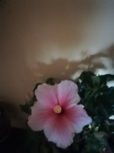 Geisha - Hibiscus 2021