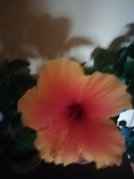 Salsa - Hibiscus 2021