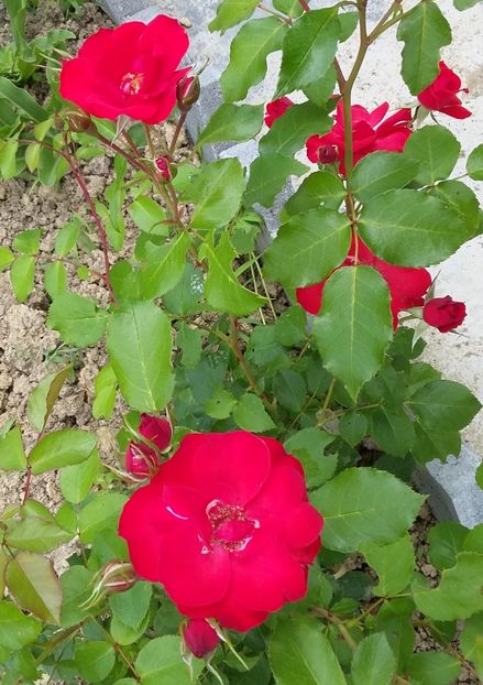 Marc Guillot_2017 - Marc Guillot