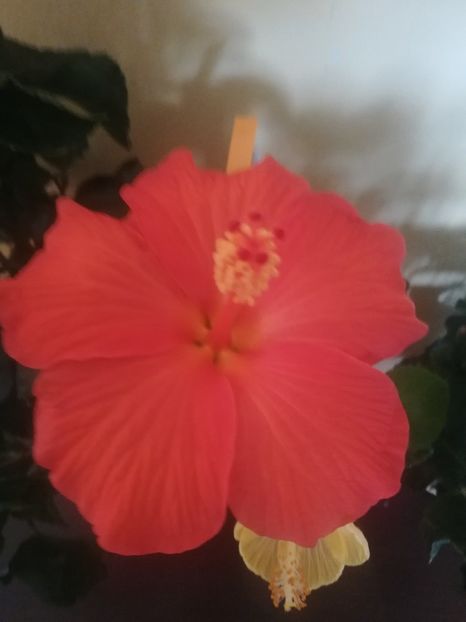 Torino - Hibiscus 2021