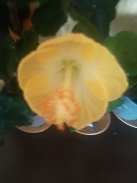 Oriental Moon - Hibiscus 2021