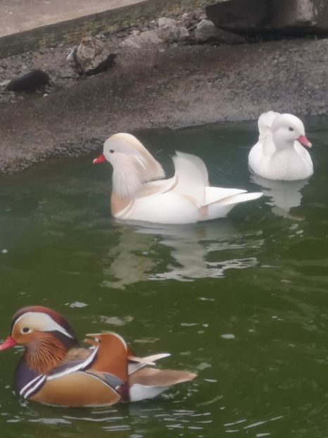  - Rate Mandarine Albe