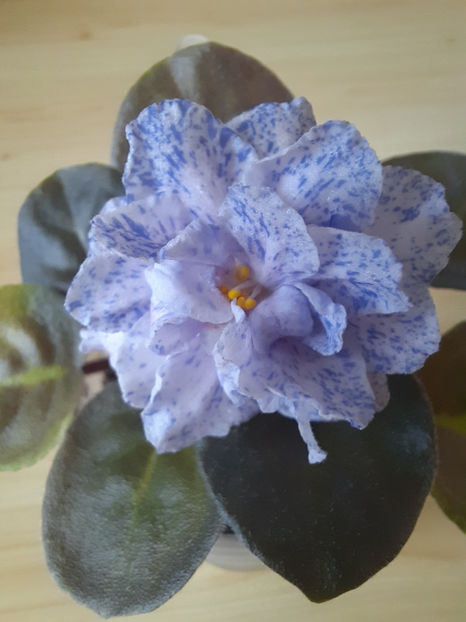  - RS Morskaya Princessa