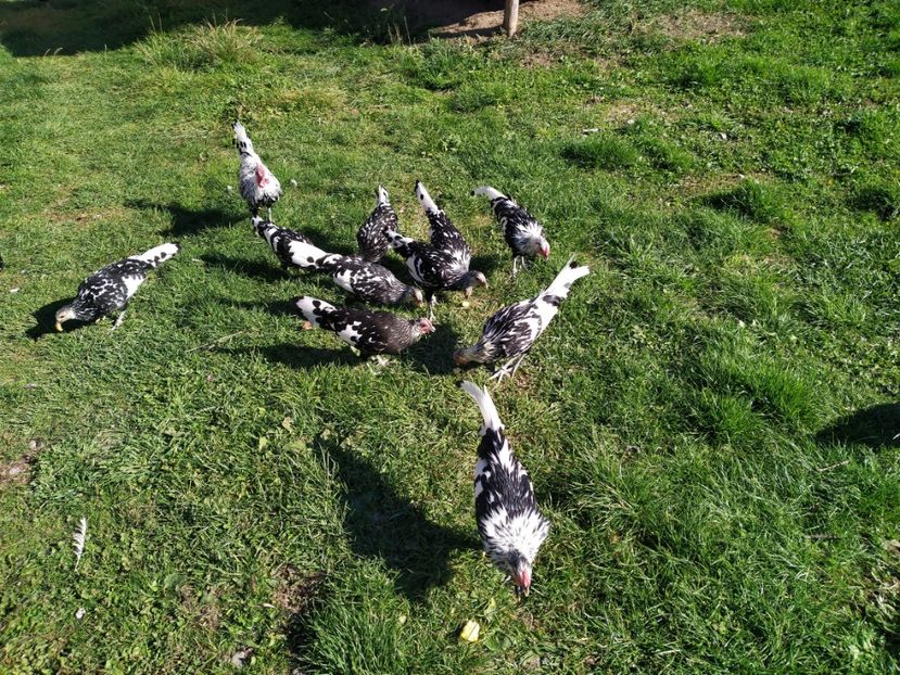  - 2-DE VINZARE GAINI-COCOSI- DIVERSE