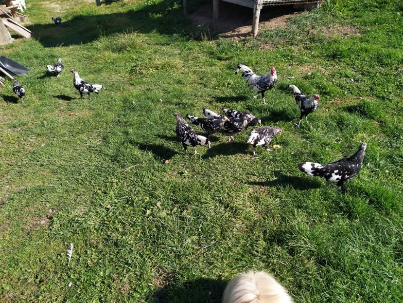  - 6_3  GAINUSE   HAMBURG  PITICE D