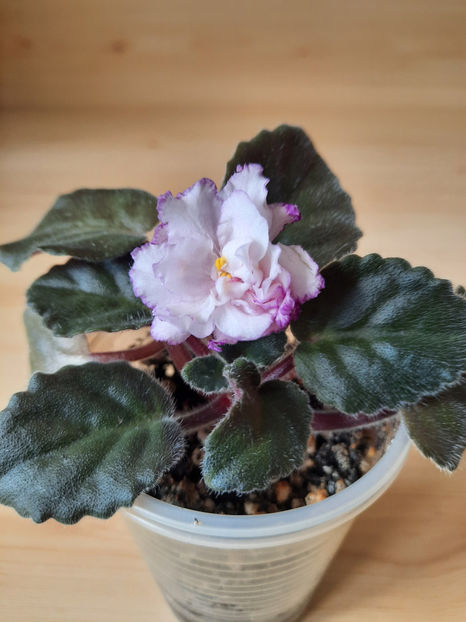 Fredette s Sweet Jenny - 02___VIOLETE AFRICANE