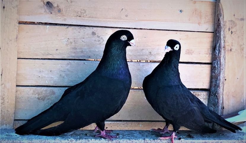  - 02 de prin volieră