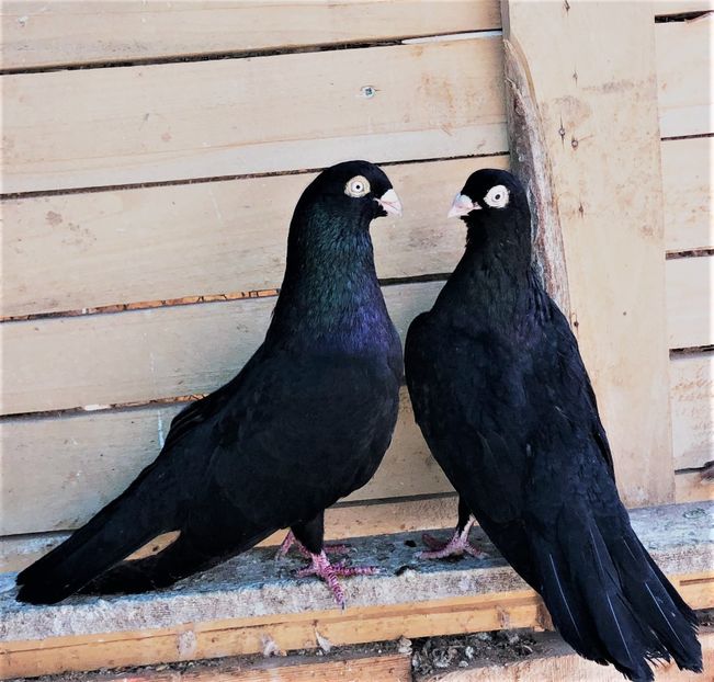  - 02 de prin volieră