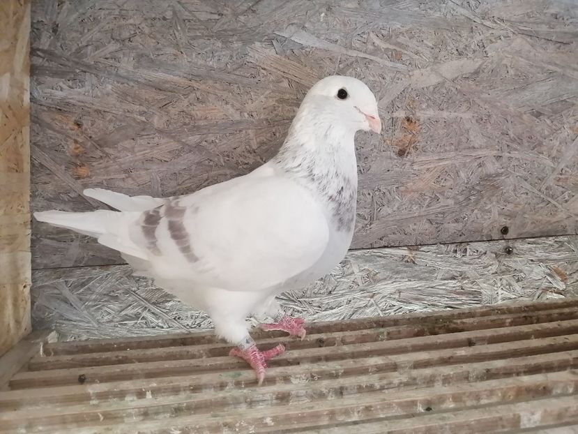 M 2021 - 8DISPONIBILI