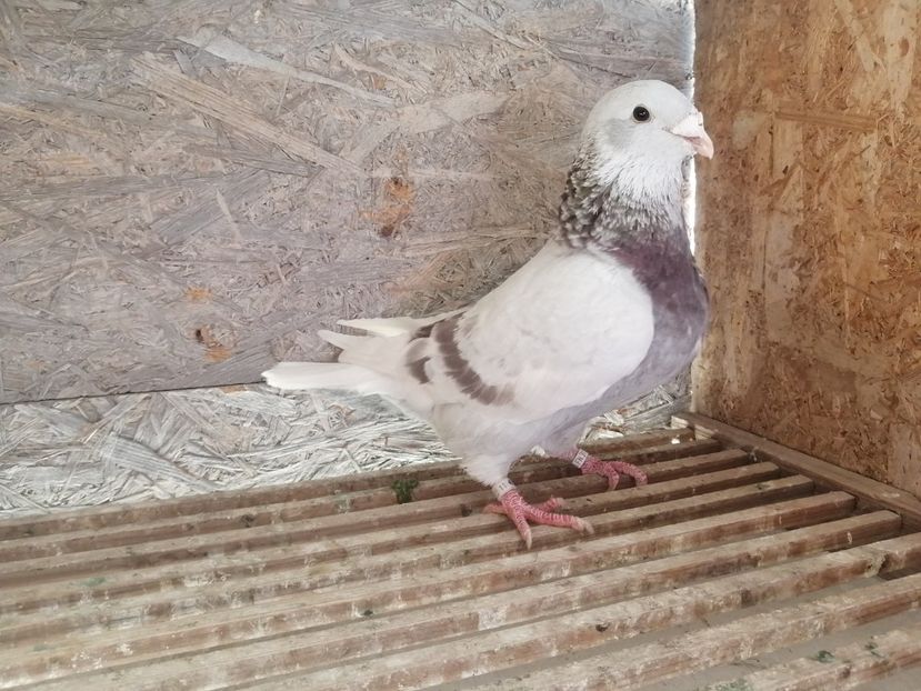 M 2021 - 8DISPONIBILI